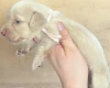 Dachshund (Miniature Long Haired)