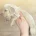 Dachshund (Miniature Long Haired)