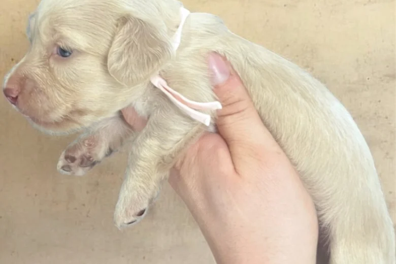 Dachshund (Miniature Long Haired)
