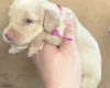 Dachshund (Miniature Long Haired)