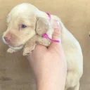 Dachshund (Miniature Long Haired)