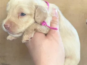 Dachshund (Miniature Long Haired)