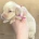 Dachshund (Miniature Long Haired)