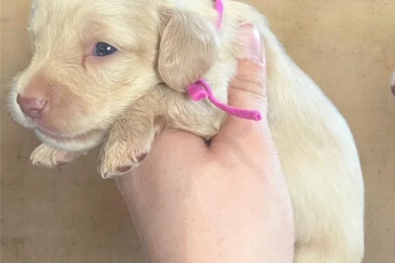 Dachshund (Miniature Long Haired)