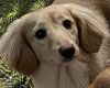 Dachshund (Miniature Long Haired)