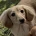 Dachshund (Miniature Long Haired)