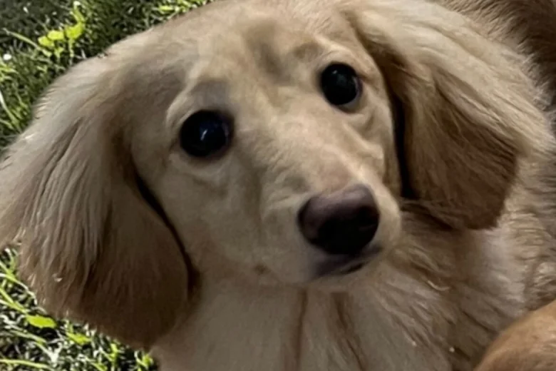 Dachshund (Miniature Long Haired)