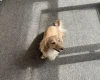 Dachshund (Miniature Long Haired)