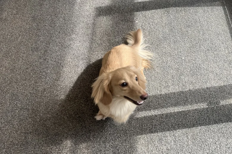Dachshund (Miniature Long Haired)