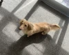 Dachshund (Miniature Long Haired)