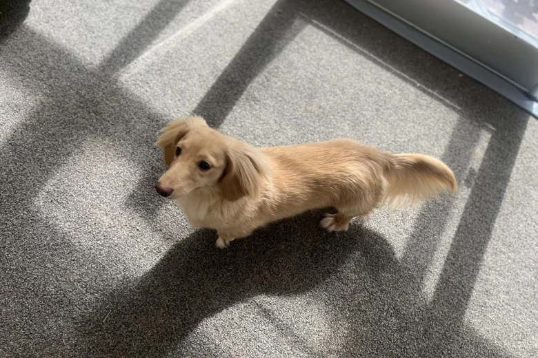 Dachshund (Miniature Long Haired)