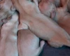Dachshund (Miniature Long Haired)