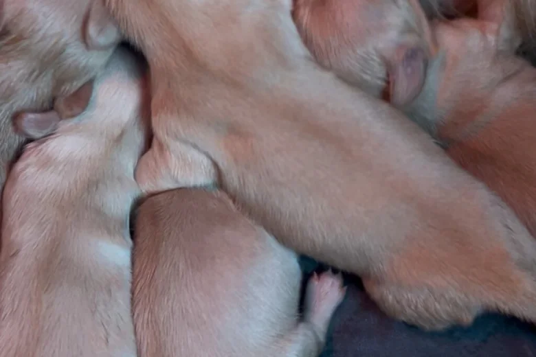 Dachshund (Miniature Long Haired)
