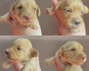 Dachshund (Miniature Long Haired)