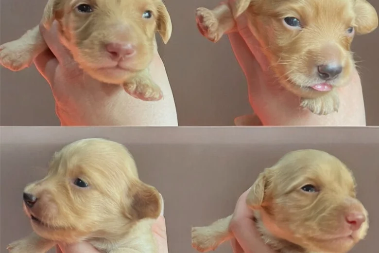 Dachshund (Miniature Long Haired)