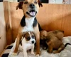 Patterdale Terrier