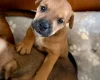 Patterdale Terrier