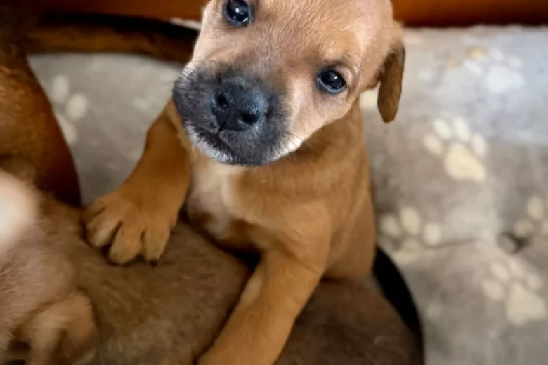 Patterdale Terrier