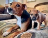 Patterdale Terrier