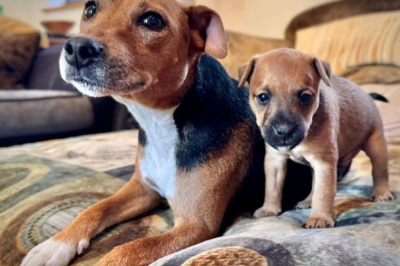 Patterdale Terrier