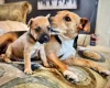Patterdale Terrier