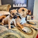 Patterdale Terrier