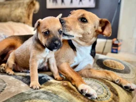 Patterdale Terrier
