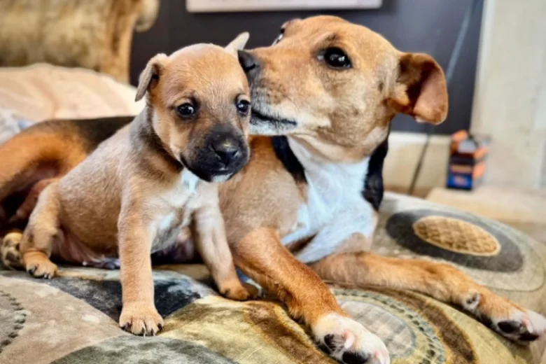 Patterdale Terrier