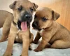 Patterdale Terrier