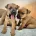 Patterdale Terrier