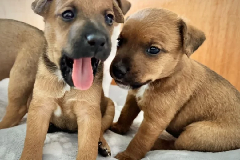 Patterdale Terrier