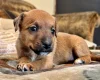 Patterdale Terrier