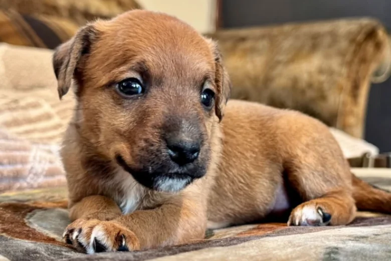 Patterdale Terrier
