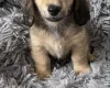 Dachshund (Miniature Long Haired)
