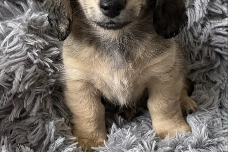 Dachshund (Miniature Long Haired)