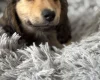 Dachshund (Miniature Long Haired)
