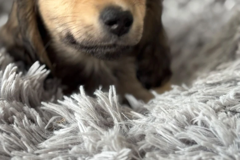 Dachshund (Miniature Long Haired)