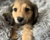 Dachshund (Miniature Long Haired)