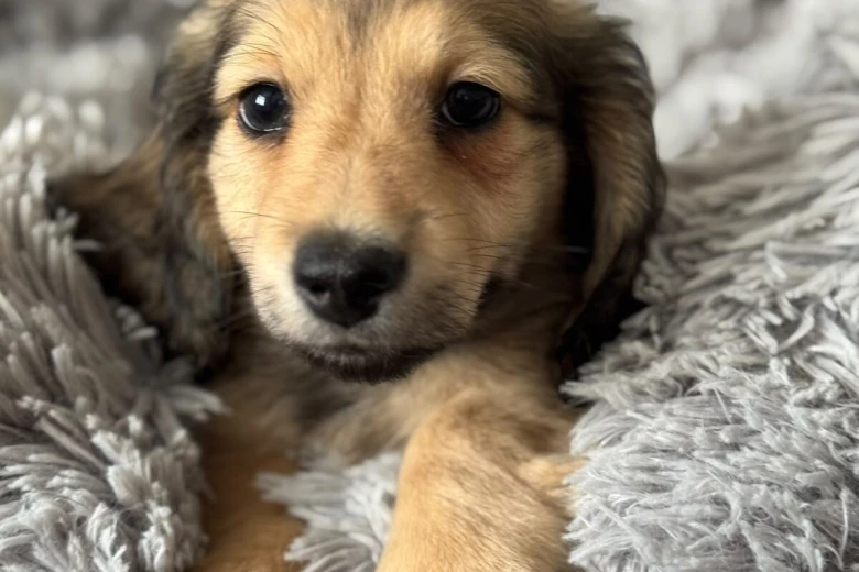 Dachshund (Miniature Long Haired)