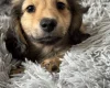 Dachshund (Miniature Long Haired)