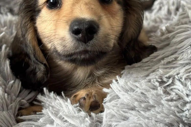 Dachshund (Miniature Long Haired)