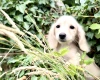 Dachshund (Miniature Long Haired)
