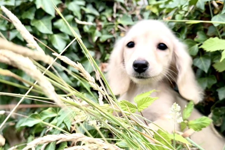 Dachshund (Miniature Long Haired)