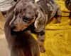 Dachshund (Miniature Smooth Haired)