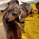 Dachshund (Miniature Smooth Haired)