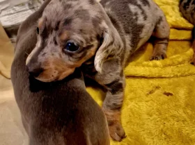 Dachshund (Miniature Smooth Haired)