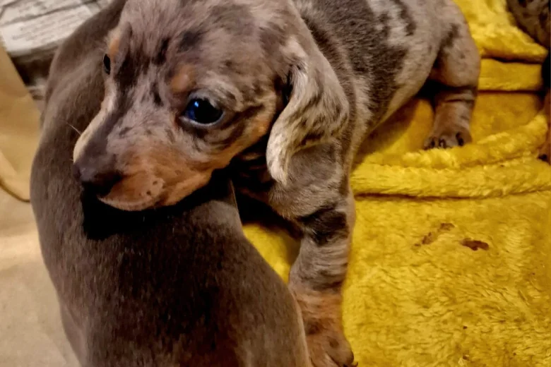 Dachshund (Miniature Smooth Haired)