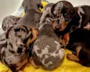 Dachshund (Miniature Smooth Haired)