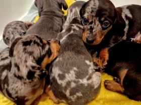 Dachshund (Miniature Smooth Haired)