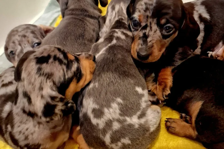 Dachshund (Miniature Smooth Haired)